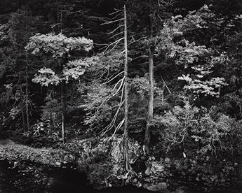 ANSEL ADAMS (1902-1984) Forest and Stream, Northern California, from Portfolio V. 1959; printed 1970.                                            